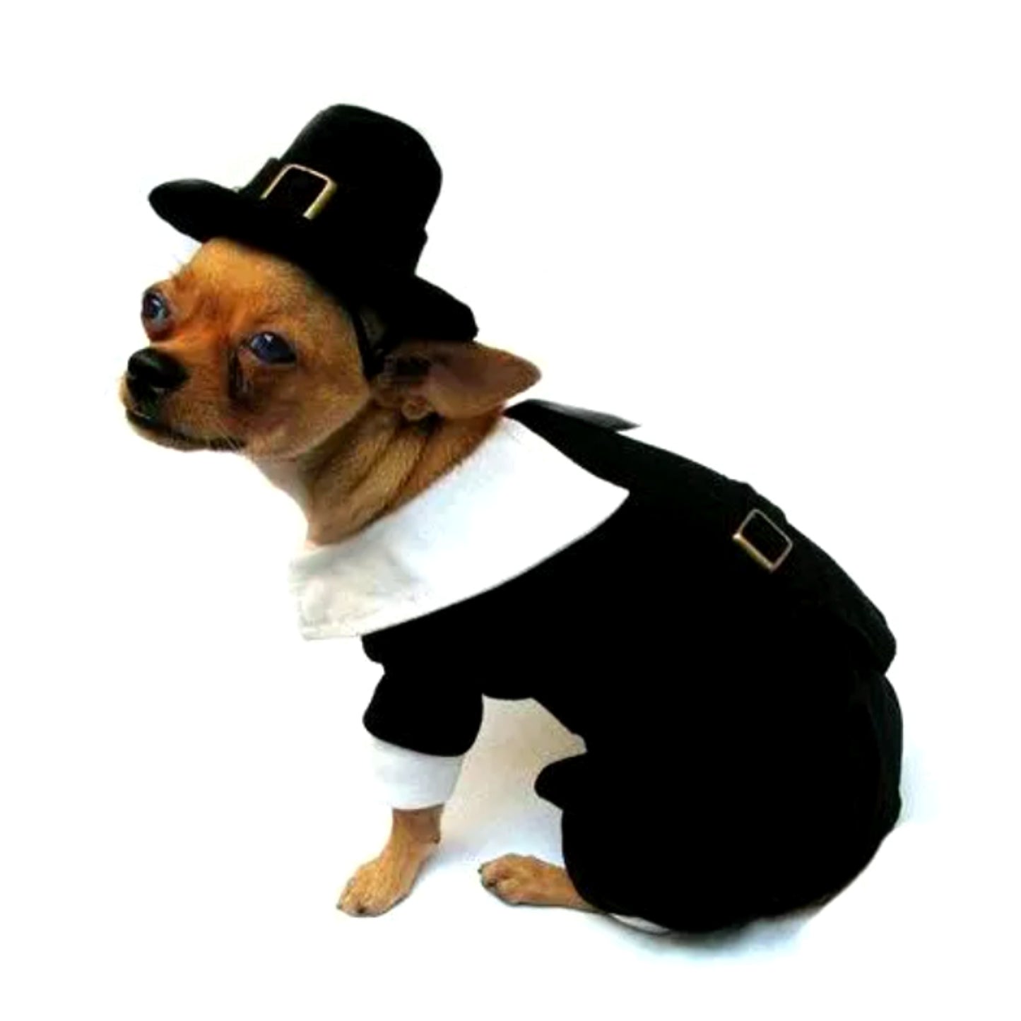 Puppe Love Pilgrim Boy Costume for Dogs - Size 4 (12.5" l x 16" - 18.5" g)