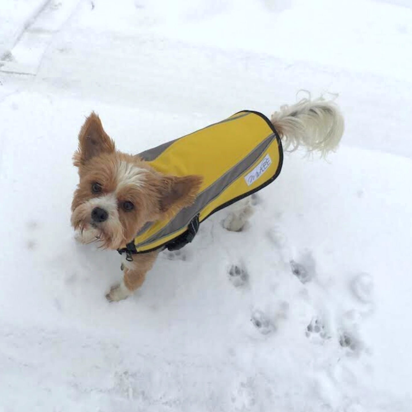 Midlee Reflective Winter Dog Jacket Waterproof Fleece Lined Pet Coat W/ Buckle