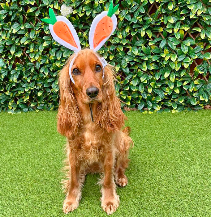 Midlee Carrot Bunny Ears Easter Dog Headband Costume