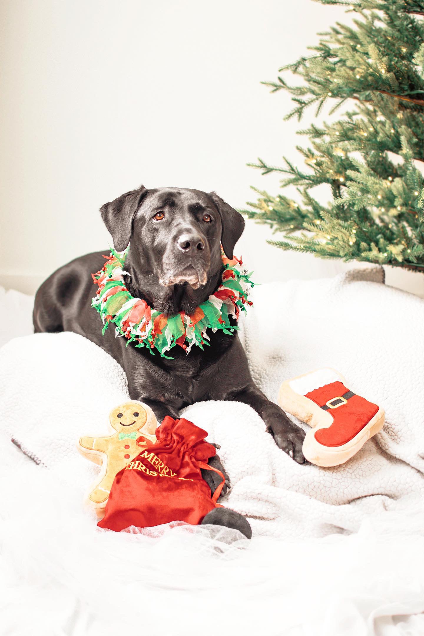 Midlee Christmas Jingle Bells Decorative Dog Collar