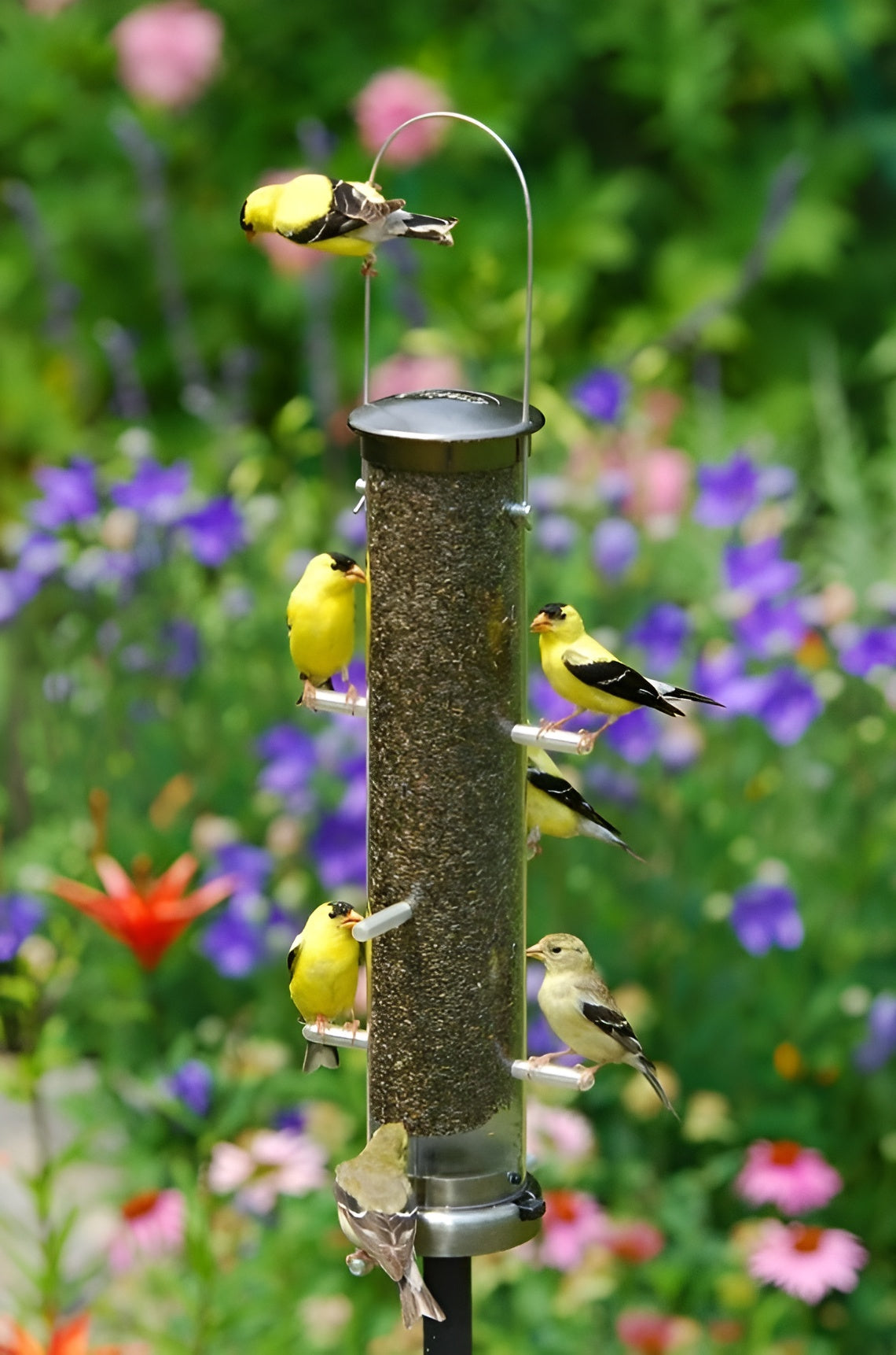 Aspects Spruce Medium Quick Clean Nyjer Mesh Thistle Tube Bird Feeder - 1.25 Quart