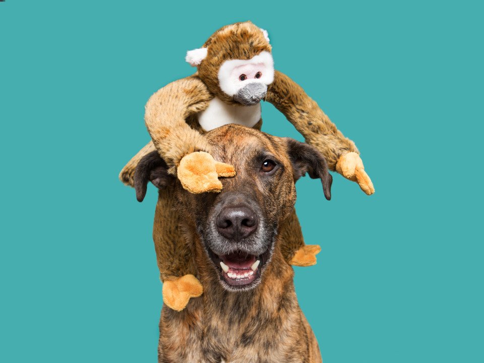 Fluff & Tuff Albert Monkey Plush Dog Toy