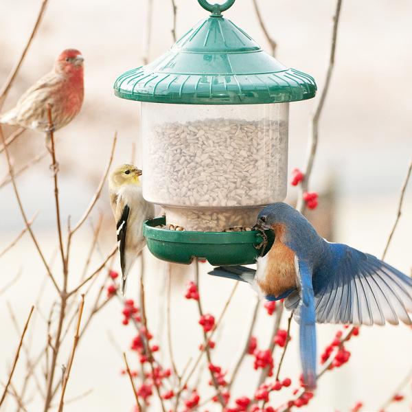 Songbird Essentials Green Clingers Only Bird Feeder (8.5" Tall)