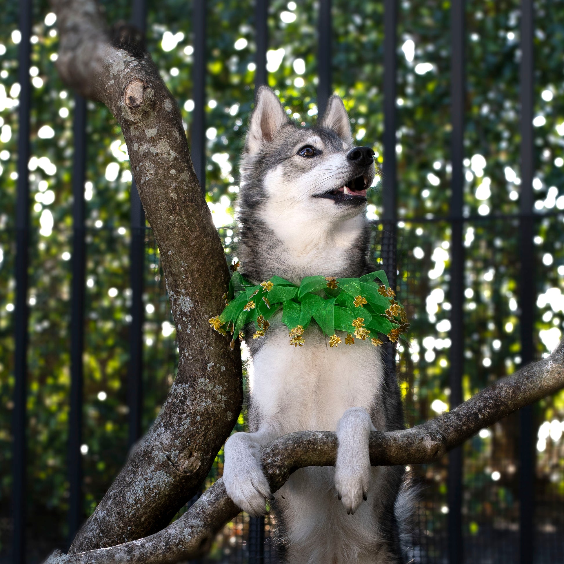 Puppy Collar ARING PET St Patrick's Day Dog Collar-Cute Green