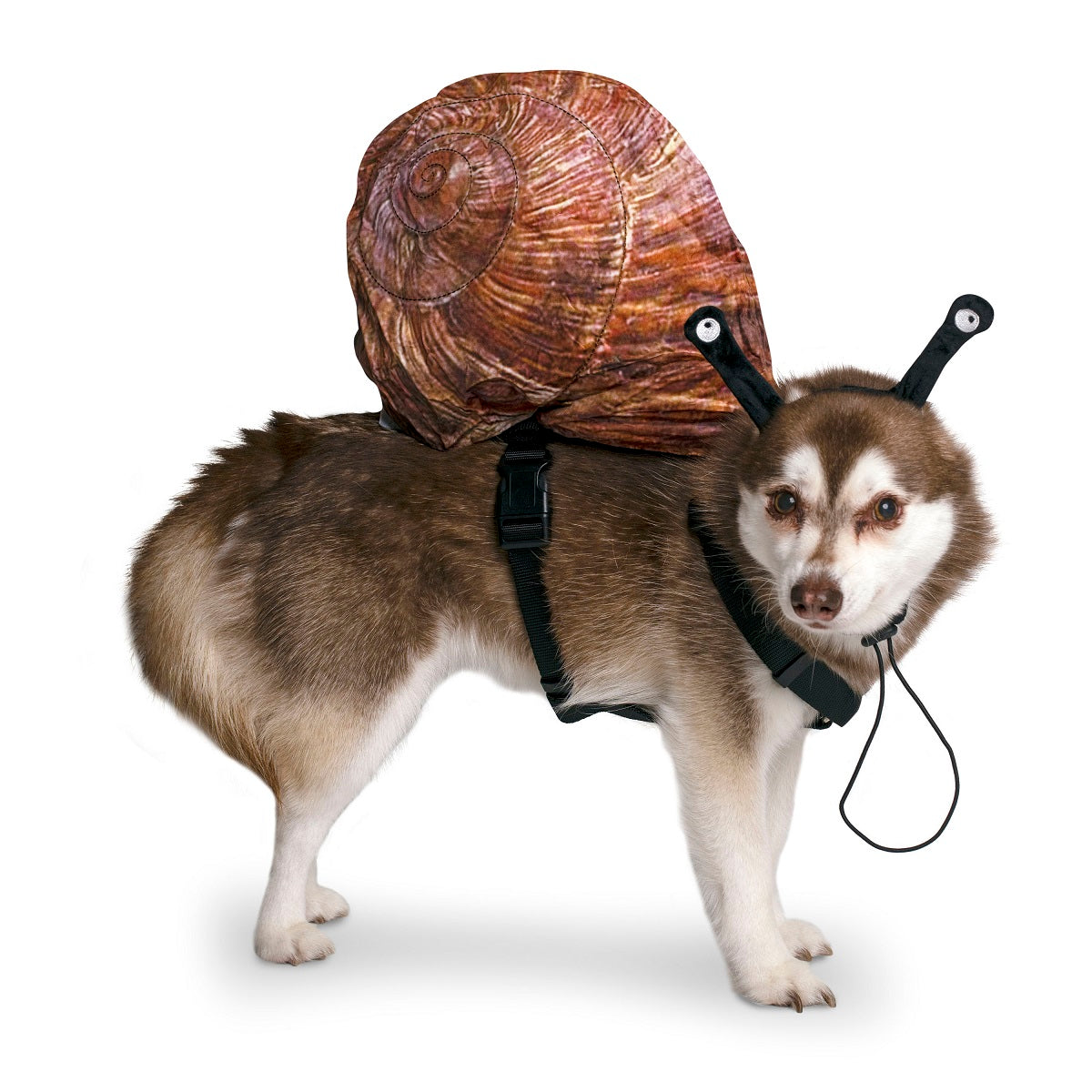 Midlee Snail Headband & Shell Dog Costume