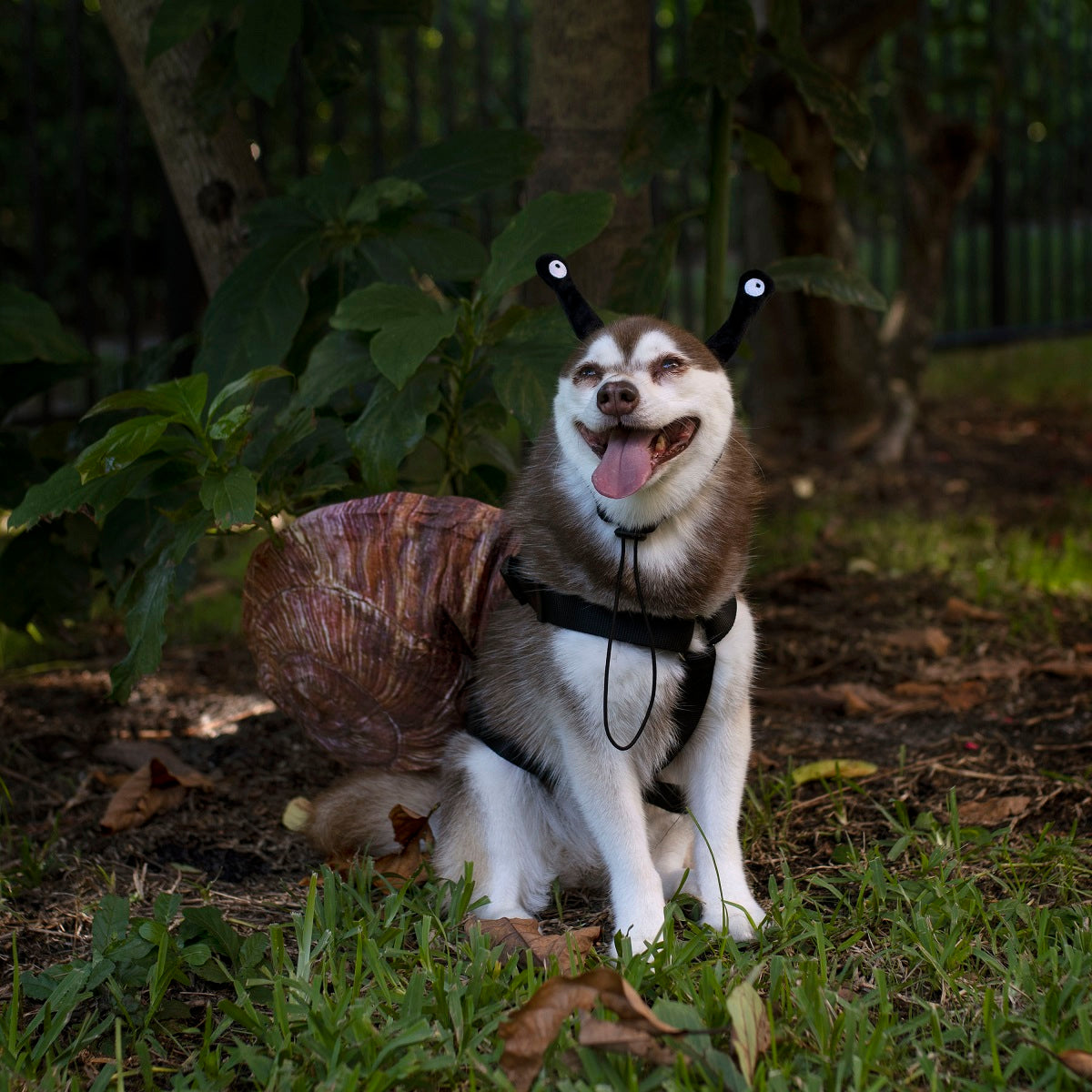 Shell Dog Midlee Snail Headband & Shell Dog Costume – Midlee Designs