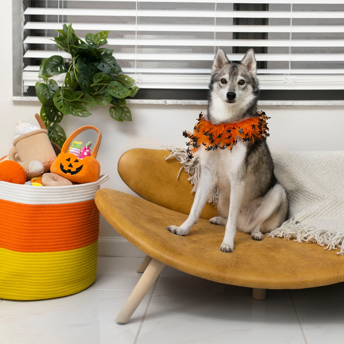 Midlee Witch Halloween Decorative Dog Collar