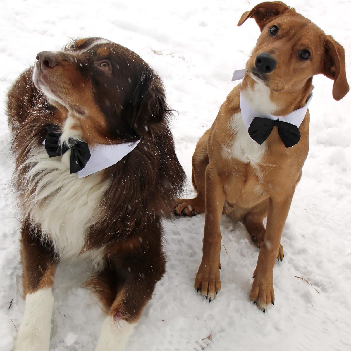 Formal Black Dog Bow Tie (Medium: Neck 13-16")