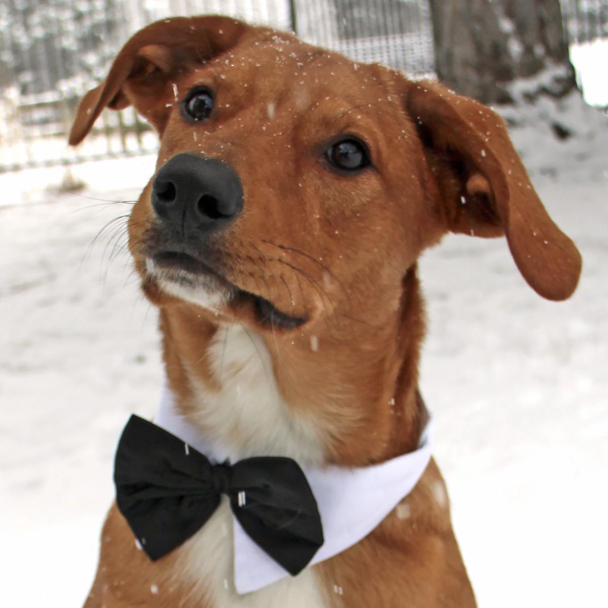 Formal Black Dog Bow Tie (Medium: Neck 13-16")