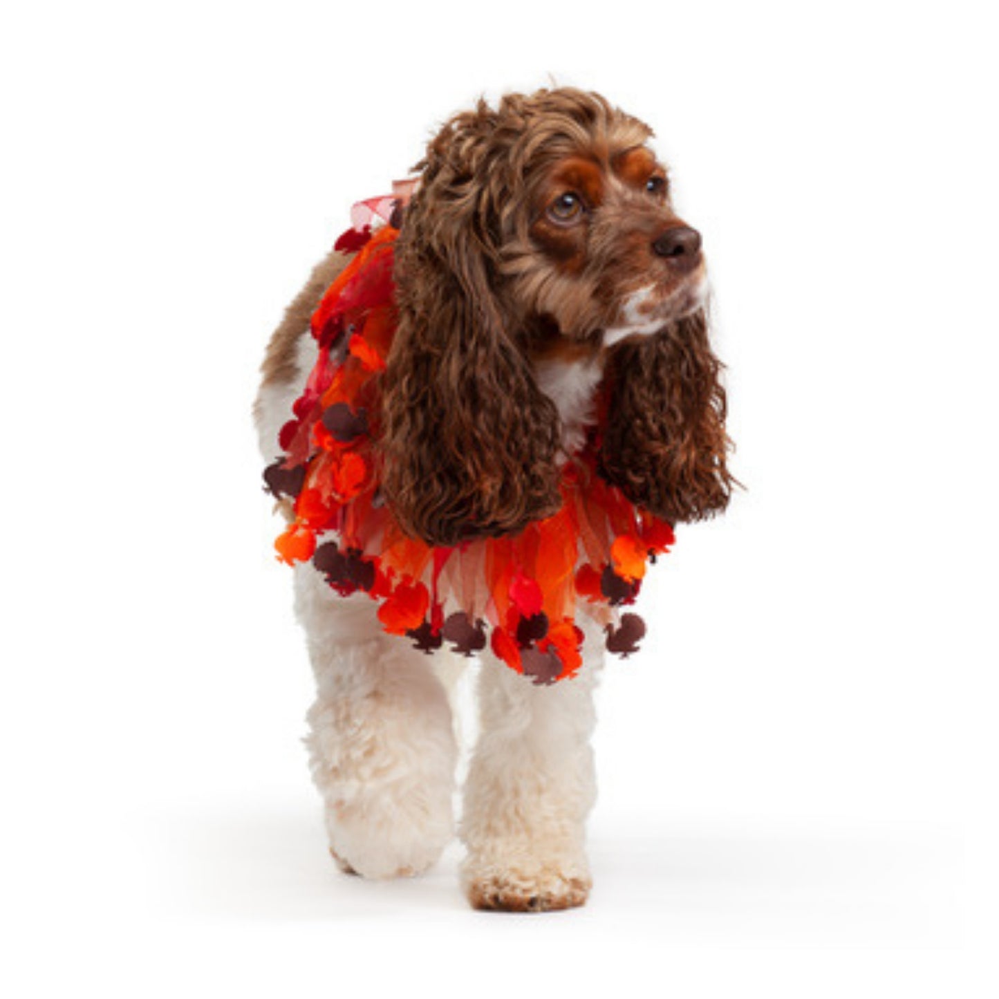 Midlee Thanksgiving Turkey Decorative Dog Collar