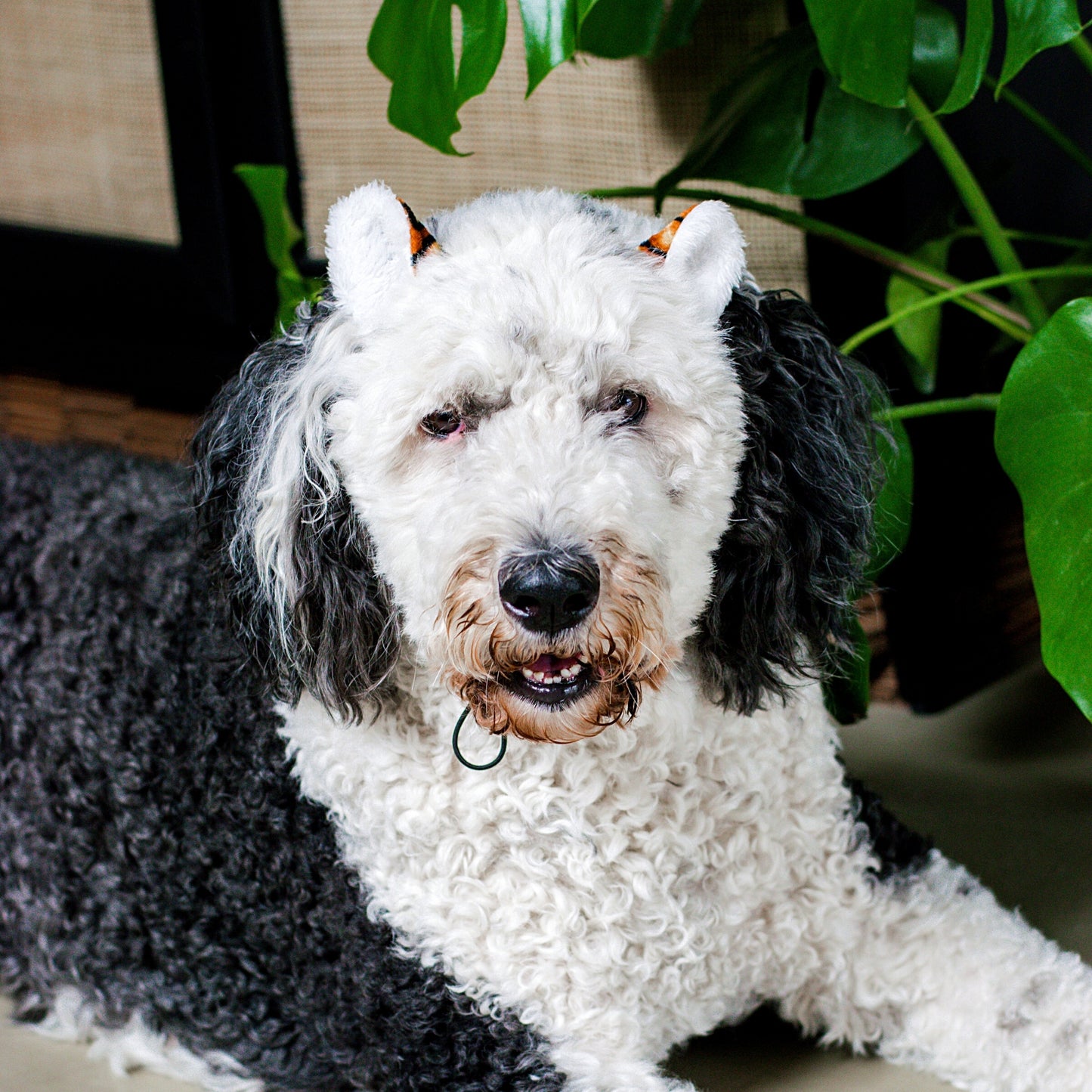 Midlee Tiger Dog Costume Headband & Tail- Large