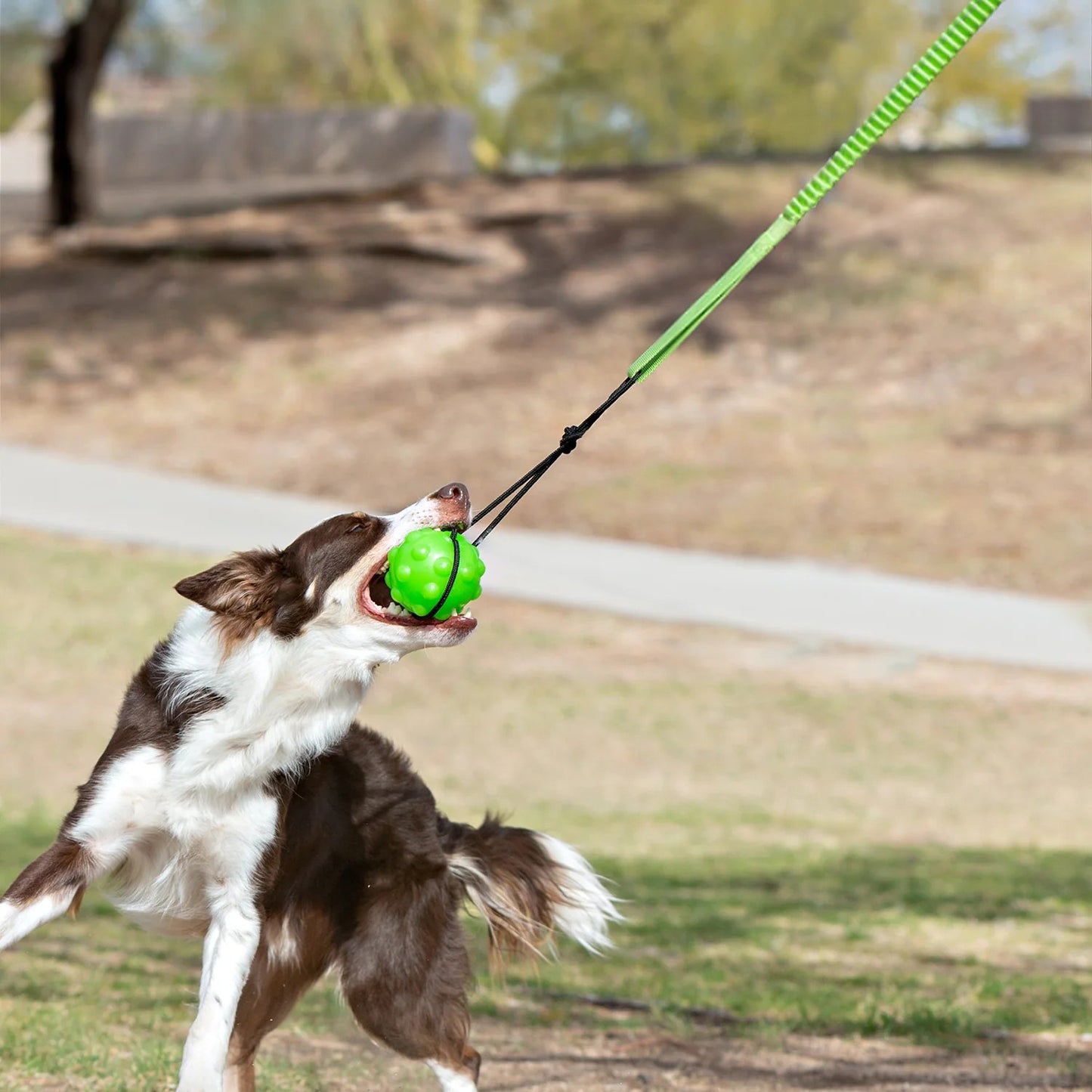 Jolly Pets Tree Tugger For Dog - Green