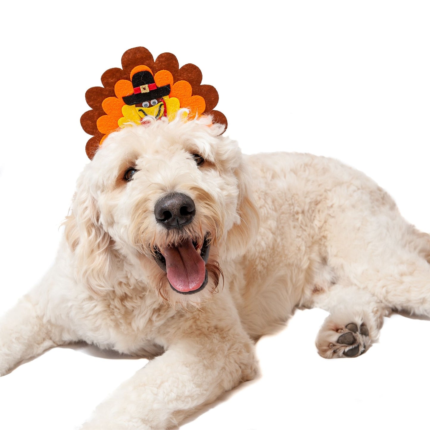 Midlee Turkey Dog Headband
