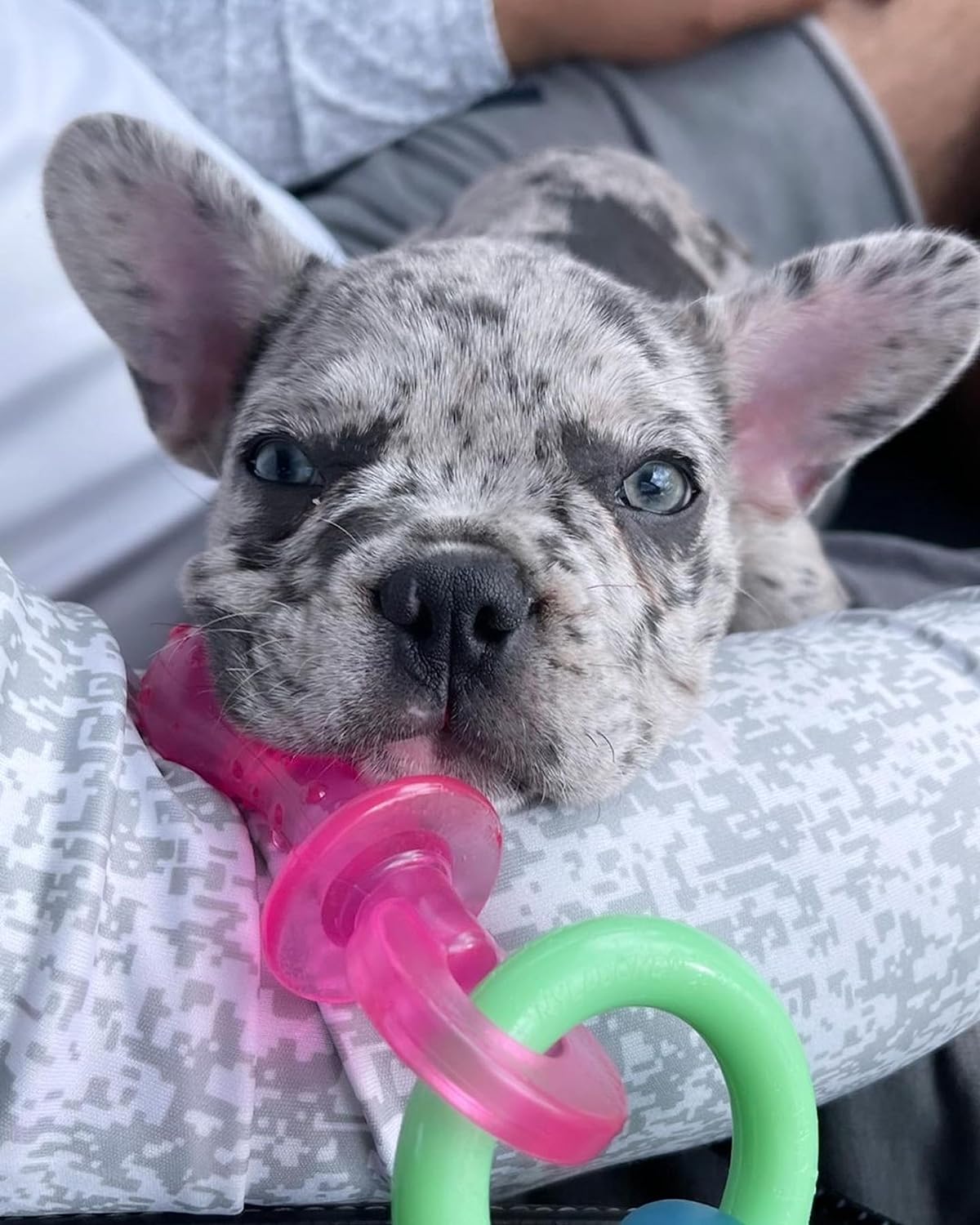 Nylabone Puppy  Chew Teething Pacifier