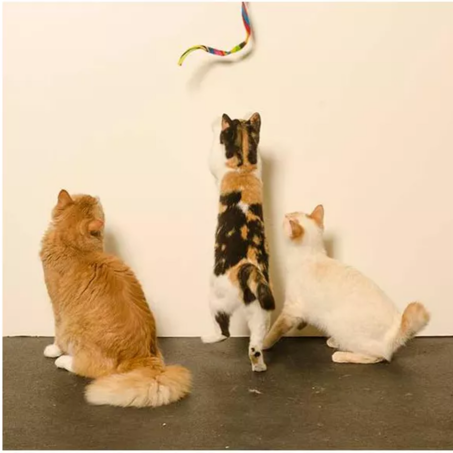 3-Pack Rainbow Cat Dancer-Cat Charmer Wand,Teaser-Cat & Kitten Toy!