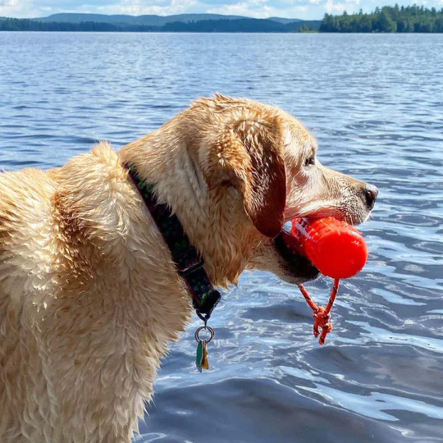 Katie's Bumpers Original Bumper Dog Toy, Orange(11" x 2.2" x 2.2")