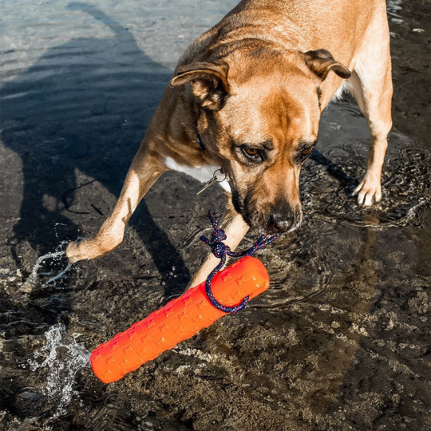 Katie's Bumpers Original Bumper Dog Toy, Orange(11" x 2.2" x 2.2")