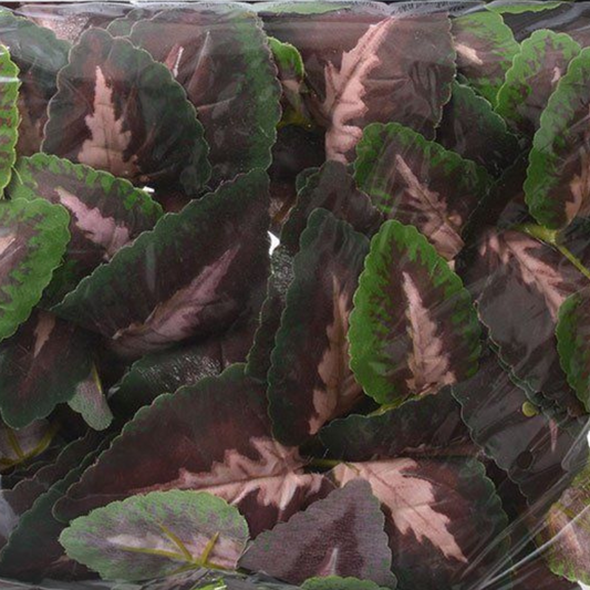 Flukers Purple Coleus Repta-Vines - DS