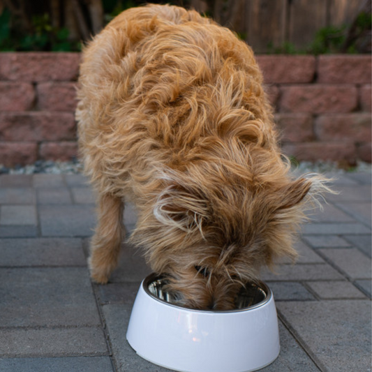 Loving Pets Hot Pink Retro Bowl- 400ml 1.69 Cup