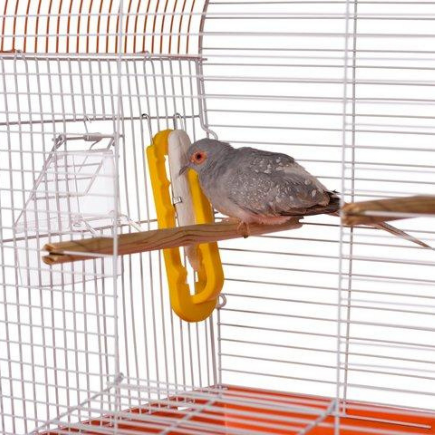 Prevue Birdie Basics Cuttlebone and Treat Holder - DS