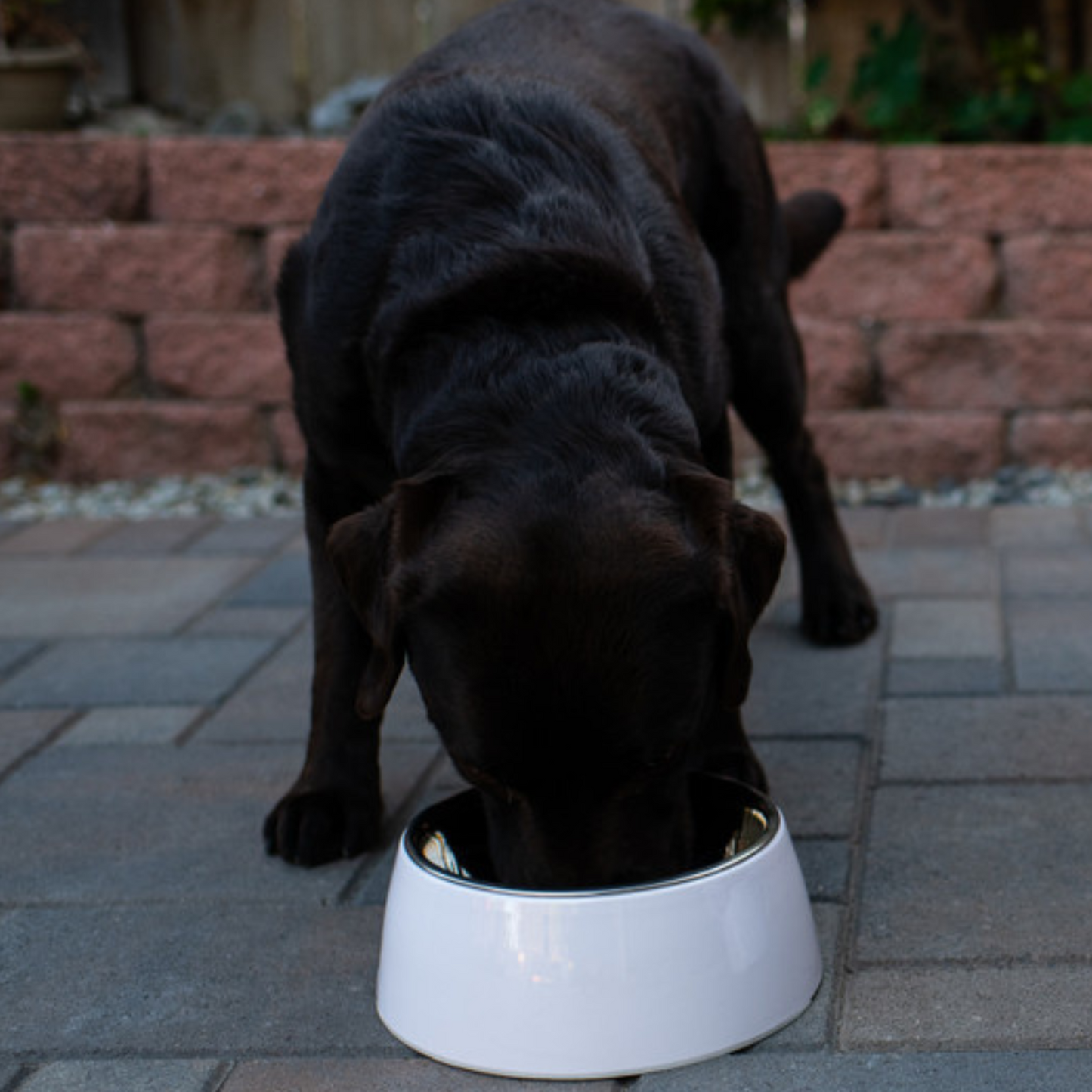 Loving Pets Ice White Retro Bowl - DS