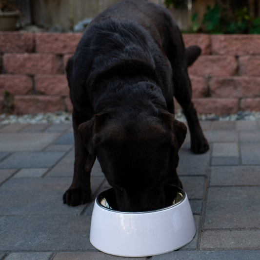 Loving Pets Ice White Retro Bowl - DS