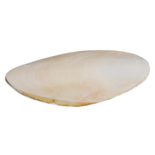 Prevue Cuttlebone Birdie Basics Medium 5" Long (5 lbs Bulk) - DS