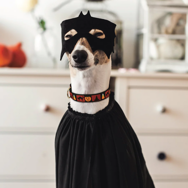 Up Country Halloween Motif Style Dog Collar, Medium