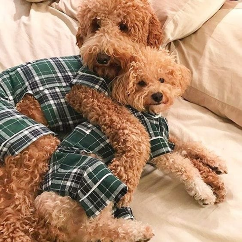 Fab Dog Flannel Dog Pajamas, 18" Length, Green Plaid