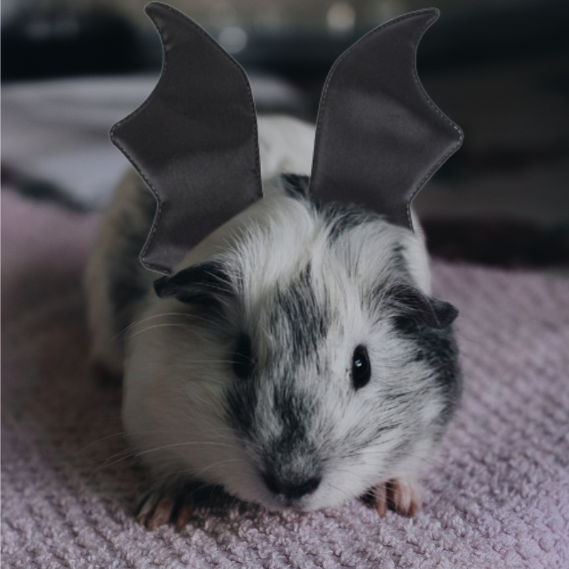 Midlee Guinea Pig Bat Wings Halloween Costume