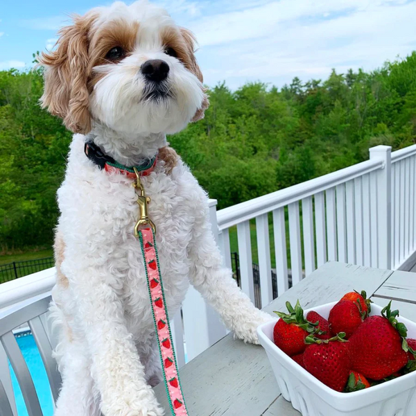 Up Country Strawberry Fields Dog Collar - 1"- Medium