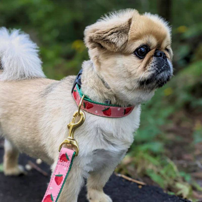 Up Country Strawberry Fields Dog Collar - 1"- Medium