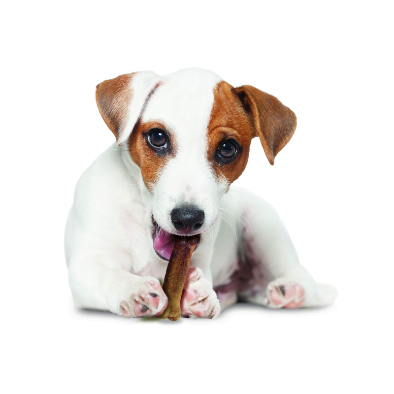 Nylabone Healthy Edibles Dog Chews - Bacon Flavor- 8 Chews