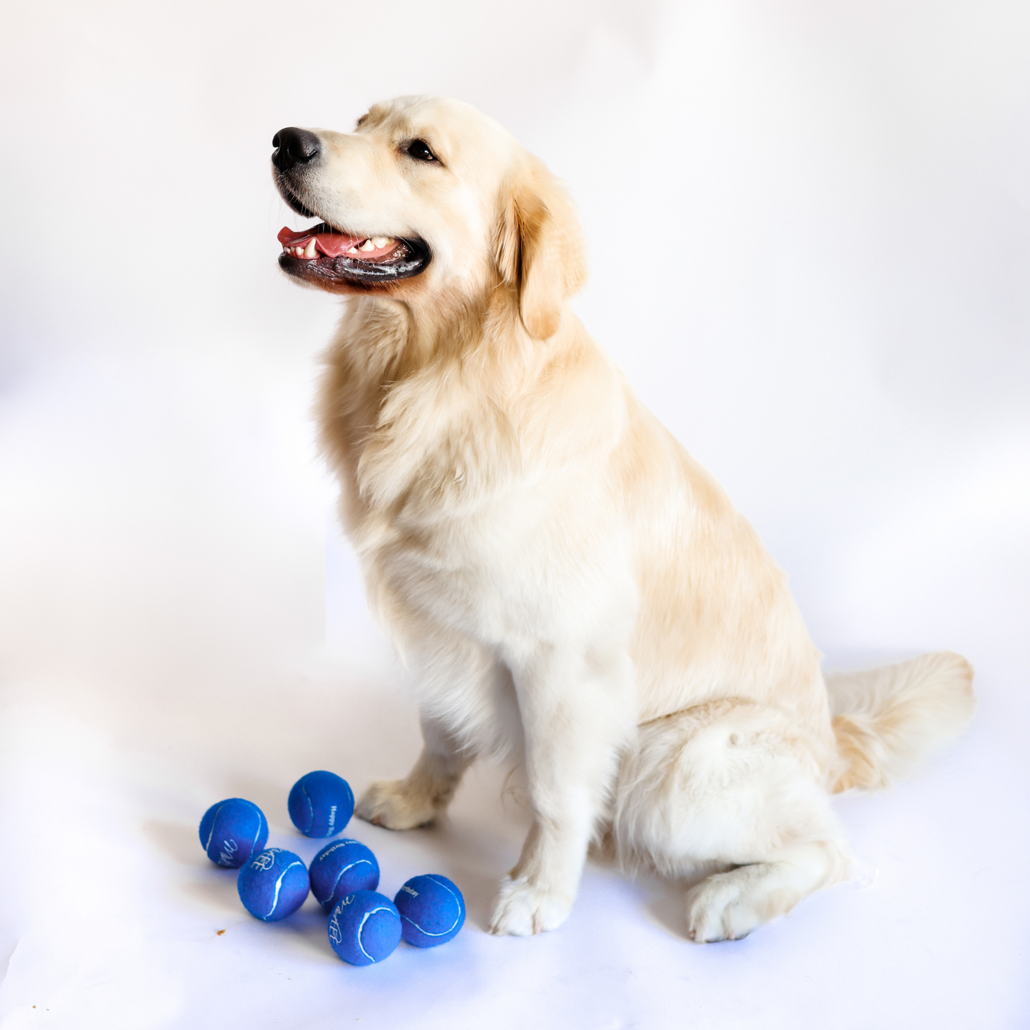 Midlee Blue Happy Birthday Dog Tennis Balls