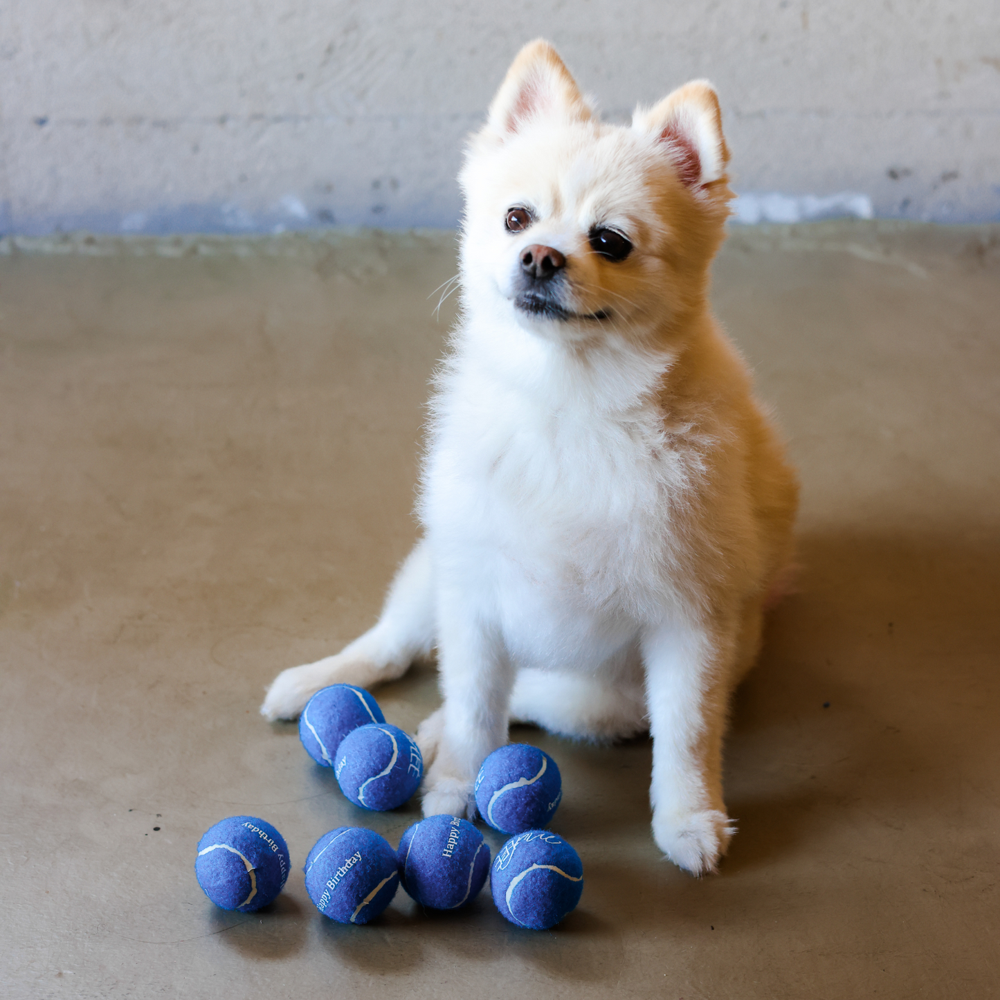 Midlee Blue Happy Birthday Dog Tennis Balls