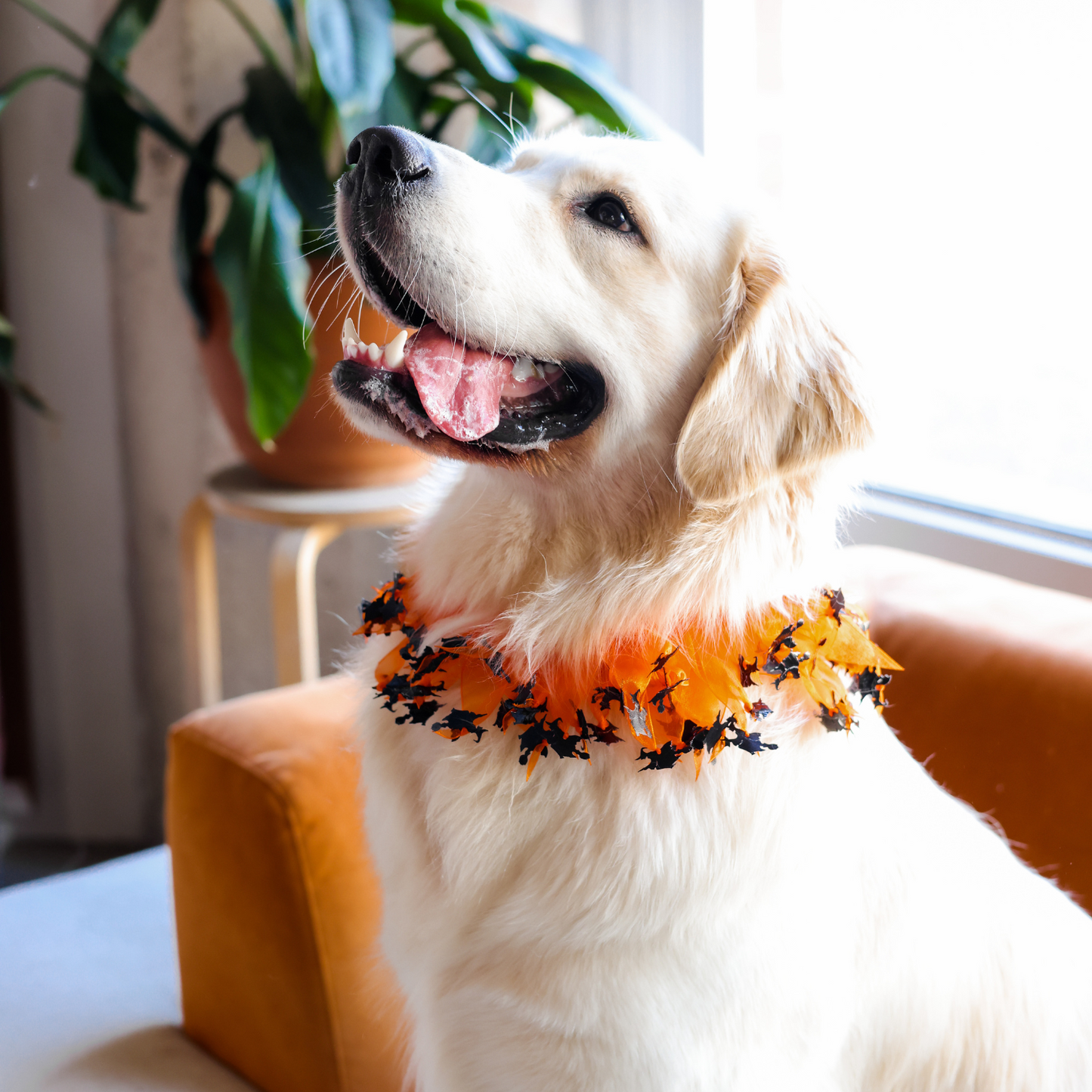 Midlee Witch Halloween Decorative Dog Collar