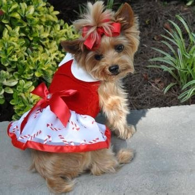 DOGGIE DESIGN Holiday Dog Harness Dress - Candy Canes (X-Small)