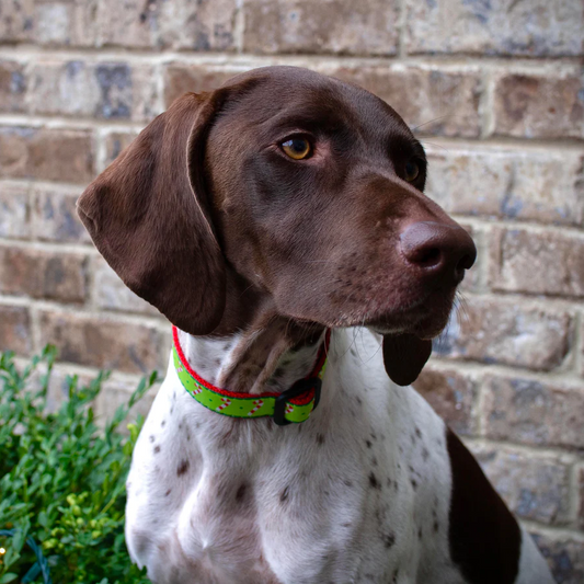 Up Country Candy Canes Dog Collars (XL (18-24”); Wide 1”)