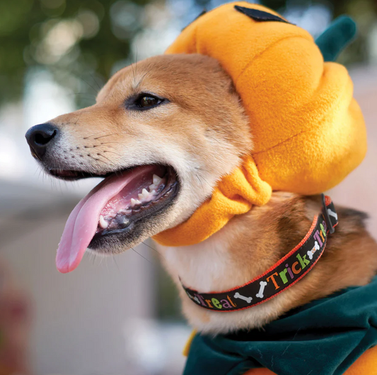 Up Country Trick or Treat Halloween Dog Collar (Large (15-21”); Wide 1”)