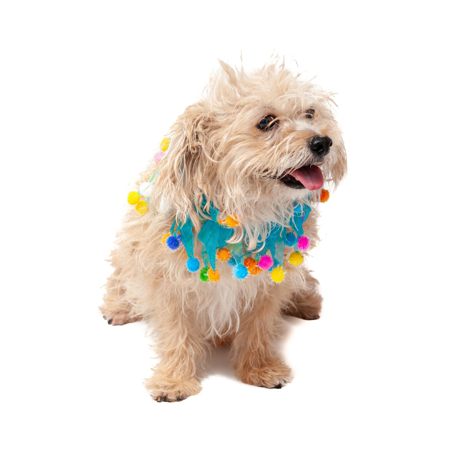 Midlee Blue Birthday Pom Pom Dog Collar