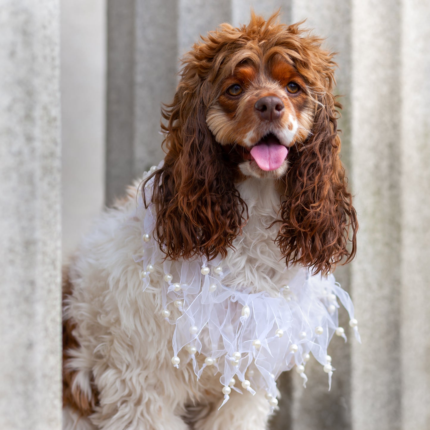 Midlee Wedding Pearl Bead Dog Collar