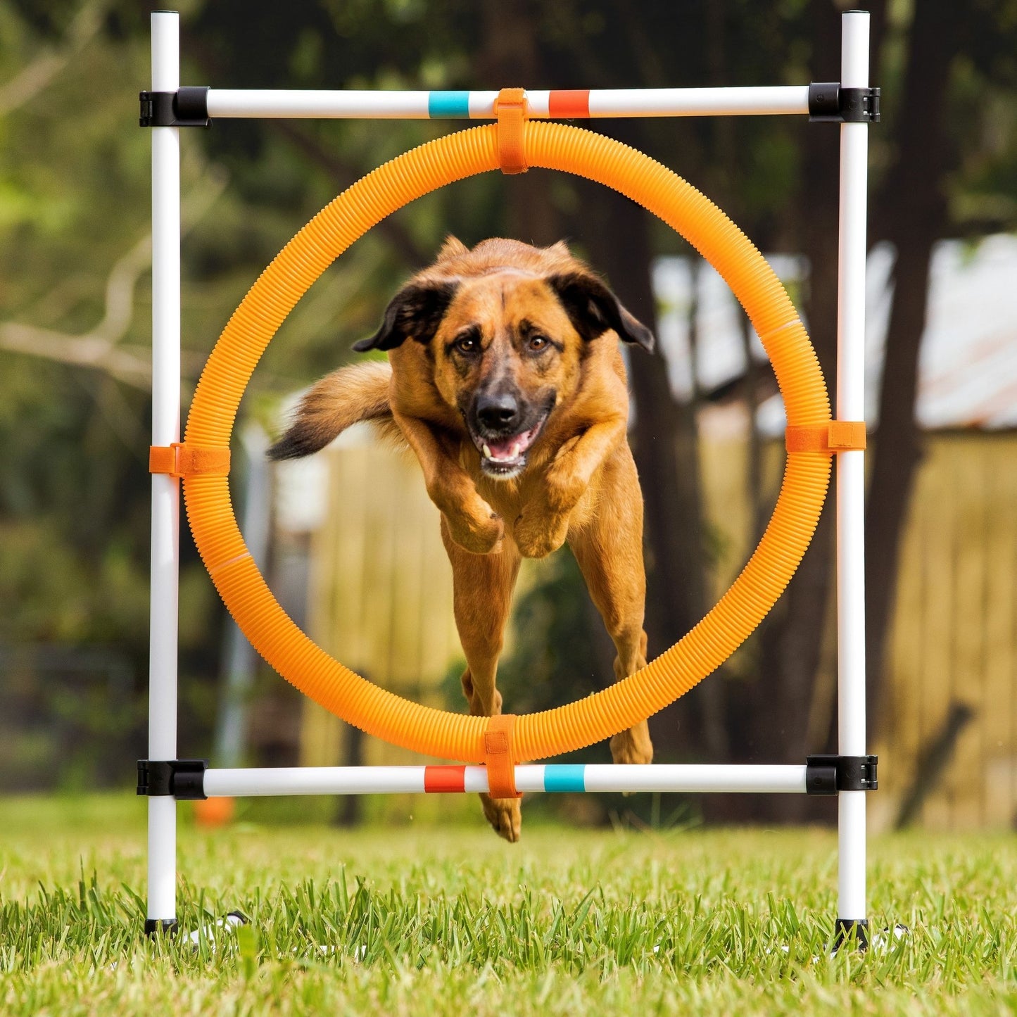 Midlee Dog Agility Hoop Jump