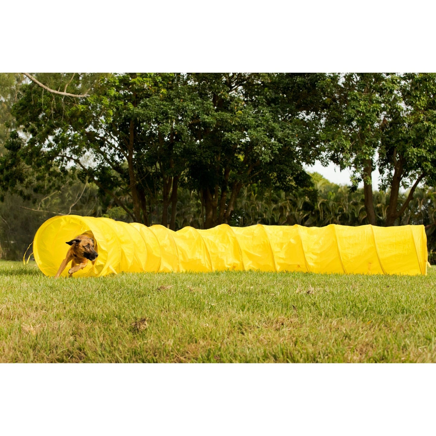 Midlee Dog Agility Tunnel with Stakes & Carry Bag, 17' Long