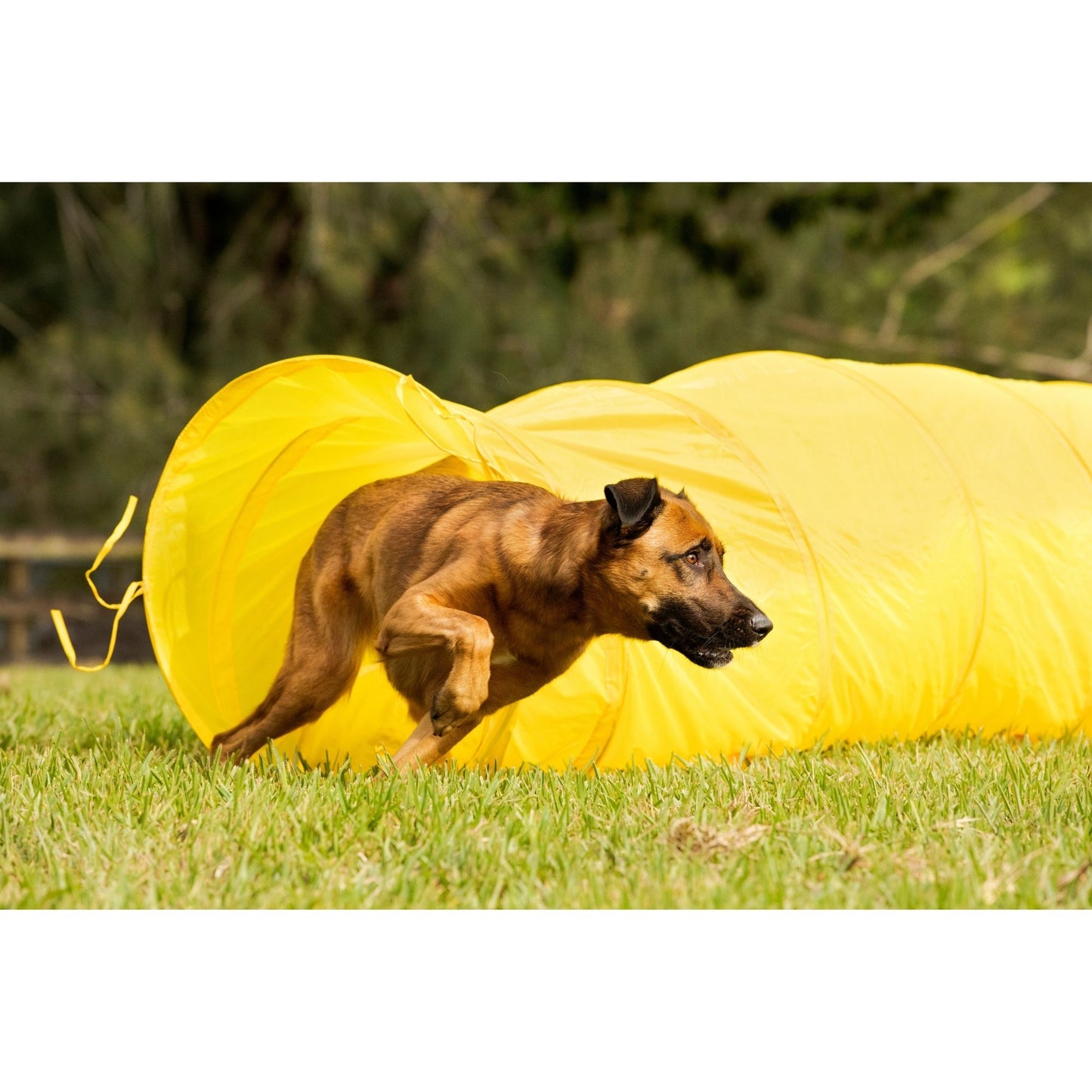 Midlee Dog Agility Tunnel with Stakes & Carry Bag, 17' Long
