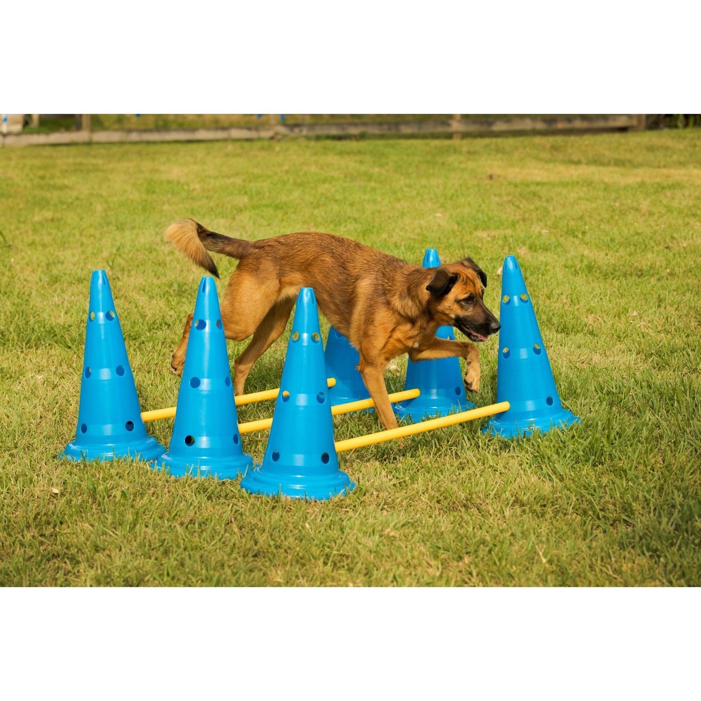 Midlee Dog Cone & Pole Agility Set- Adjustable Big to Small Dogs- Set of 3