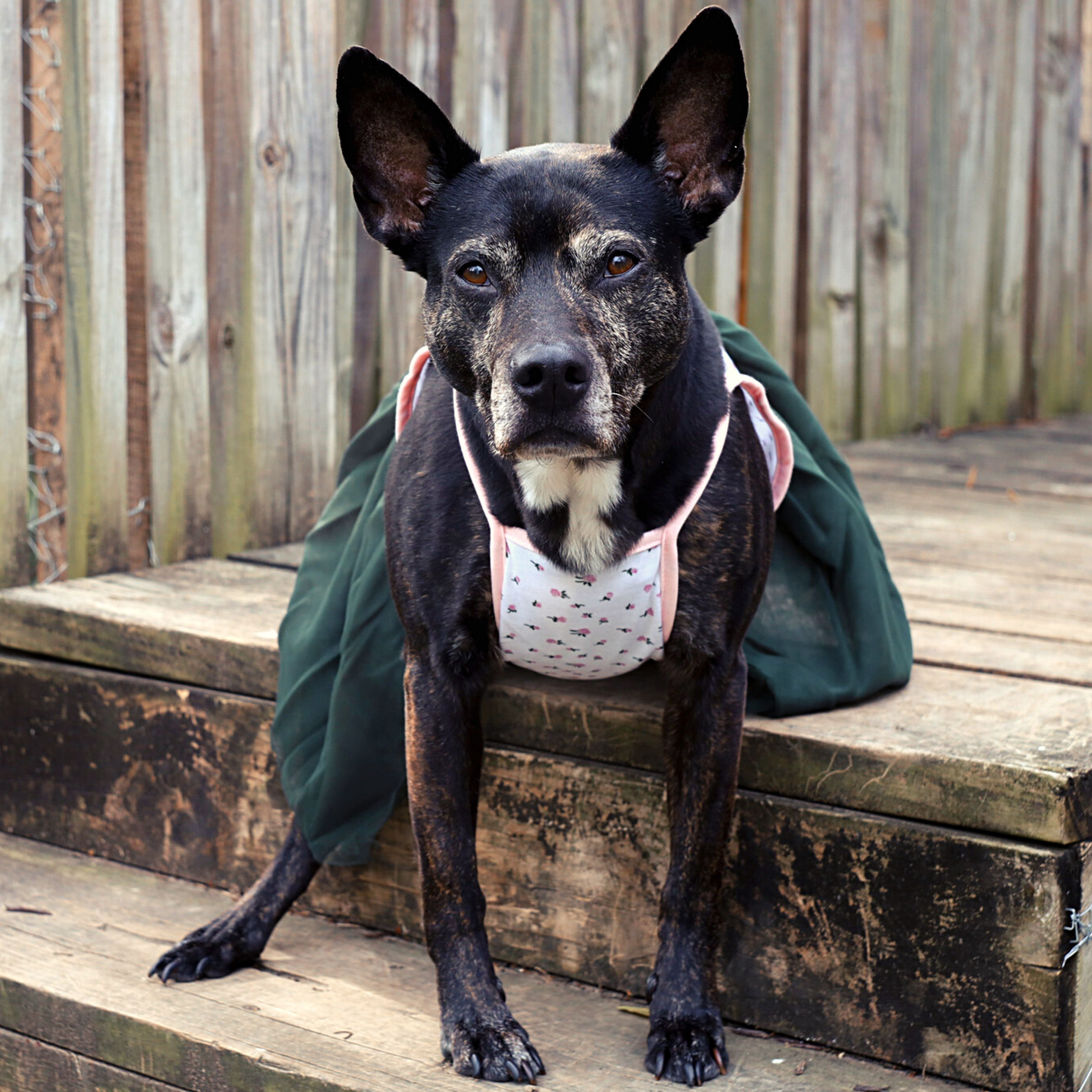 Large shop dog tutu