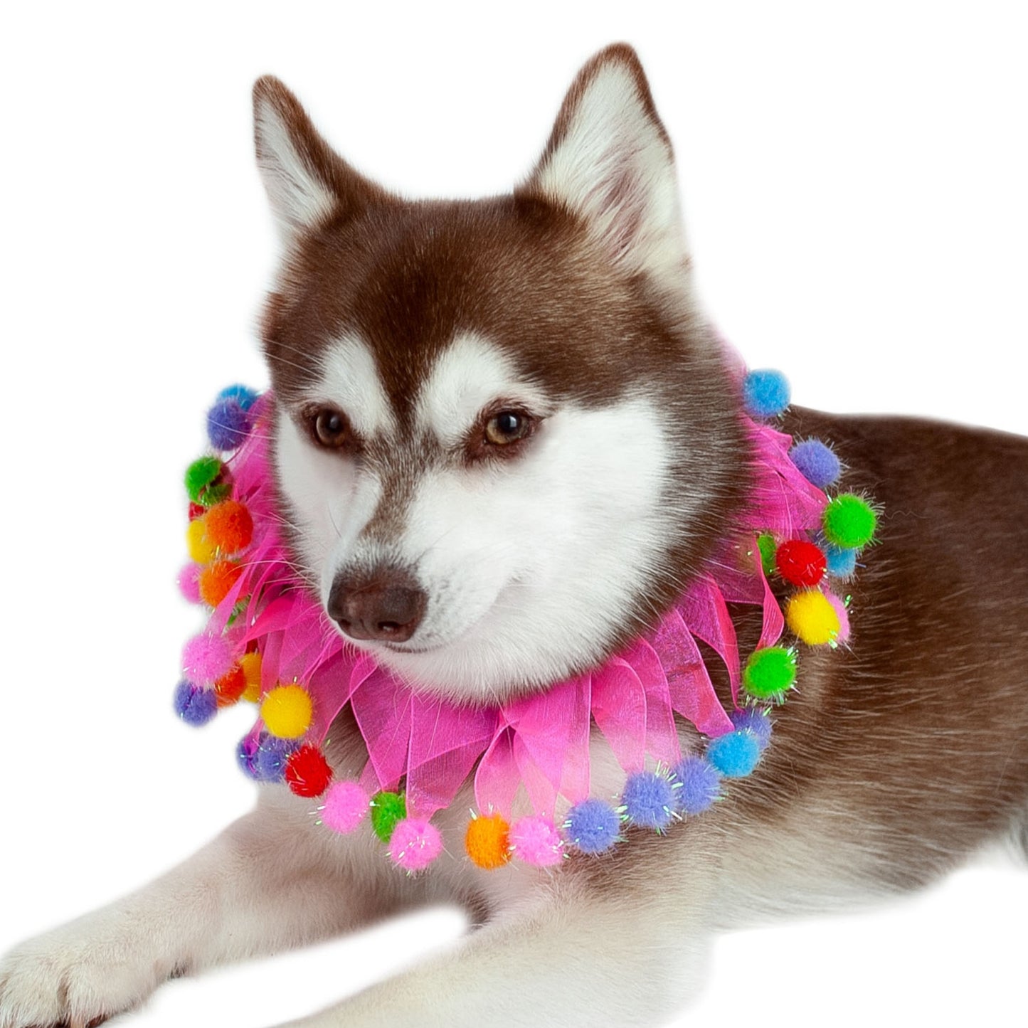 Midlee Pink Birthday Pom Pom Dog Collar
