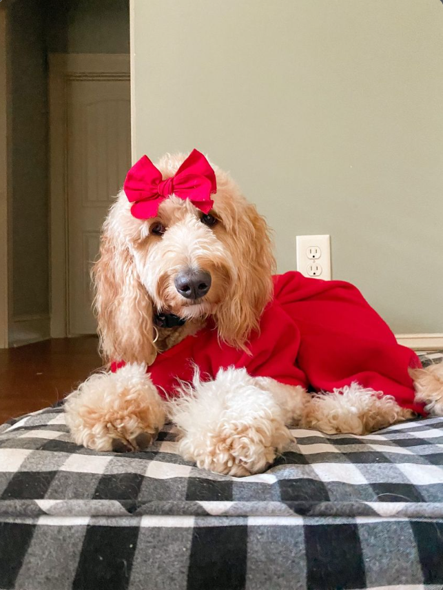 Red dog best sale pajamas
