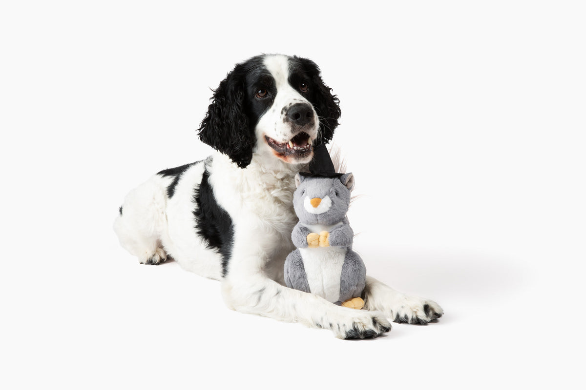 Midlee Halloween Squeaky Squirrel Plush Dog Toy with Witch Hat, 9" for Medium to Large Dogs