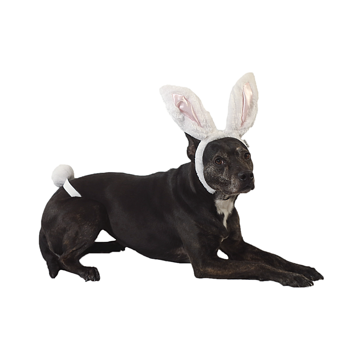 Midlee White Bunny Ears for Dogs with Tail
